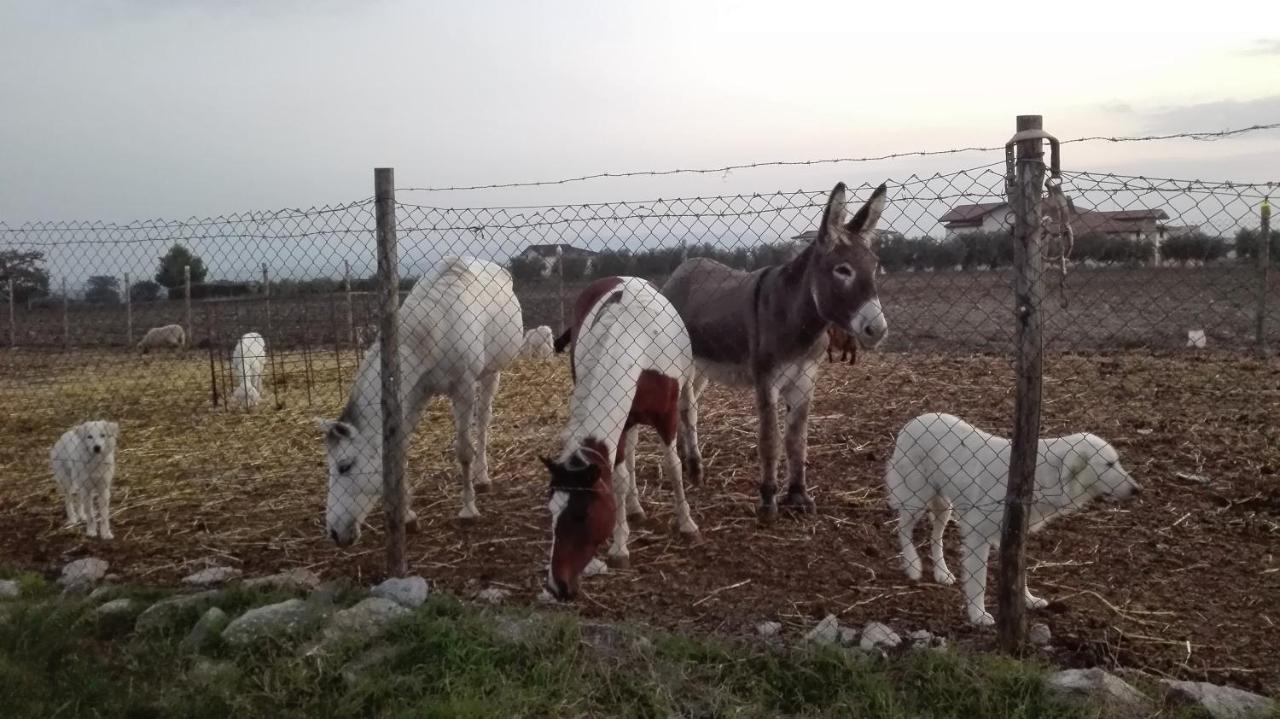 Вилла Agriturismo La Vecchia Cascina Di Paolo & Belinda Пьетрельчина Экстерьер фото
